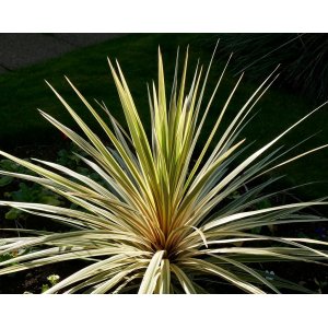 Kordylína austrálska (Cordyline australis) ´TORBAY DAZZLER´ - výška 40-60 cm, kont. C5L (-12°C)